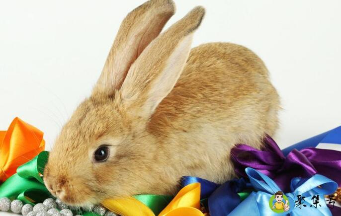兔子的智商