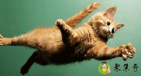 猫可以活多少年