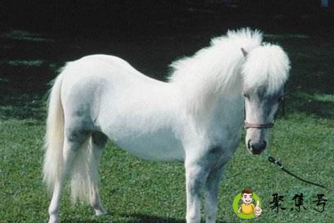 白马的含义和象征