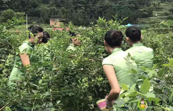 蓝莓夏普蓝的特点