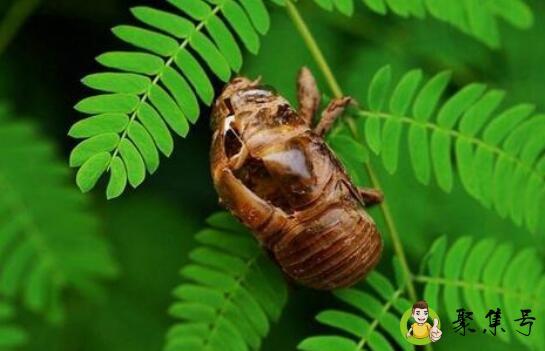 金蝉怎么养