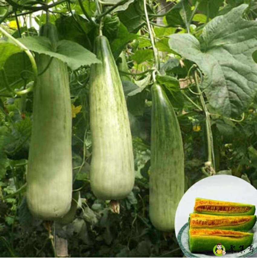 羊角蜜甜瓜产地