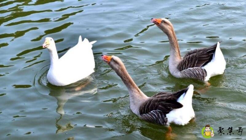 春江水暖鸭先知的上一句