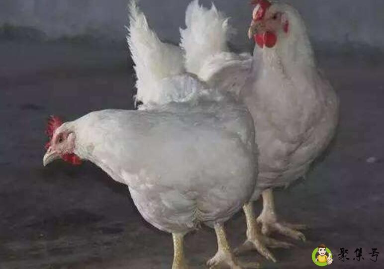 肉鸡儿和血鸡儿的区别
