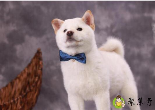 白色柴犬好吗