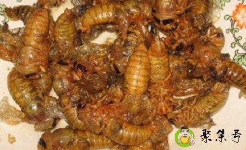 知了怎么保存的时间长