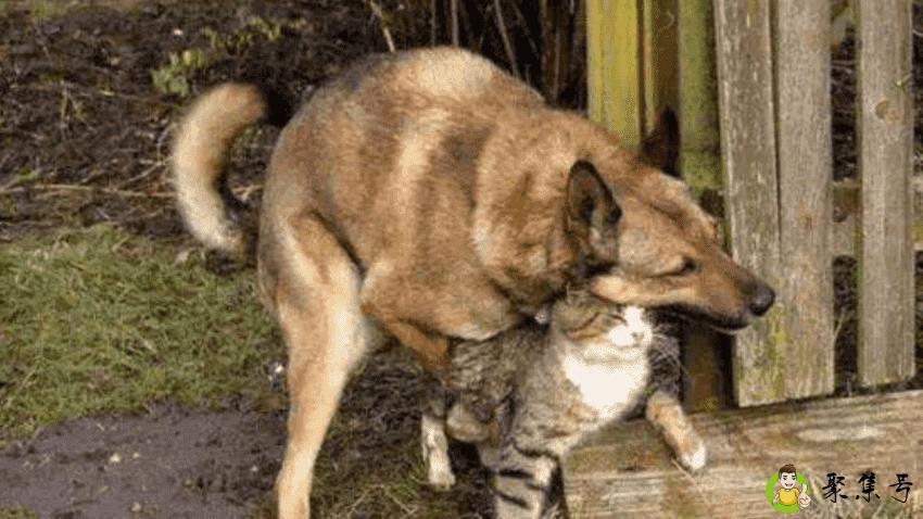 狗公发情大概多久