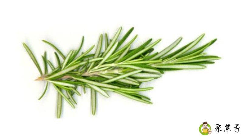 迷迭香多久浇一次水