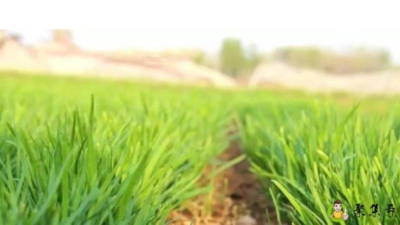 碱能使韭菜保持鲜绿吗