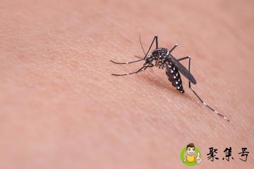 蚊子怎样的吸血过程