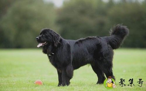 纽芬兰犬多重