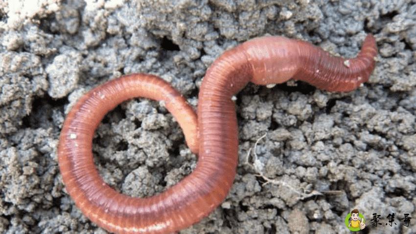 蚯蚓的繁殖方式是什么