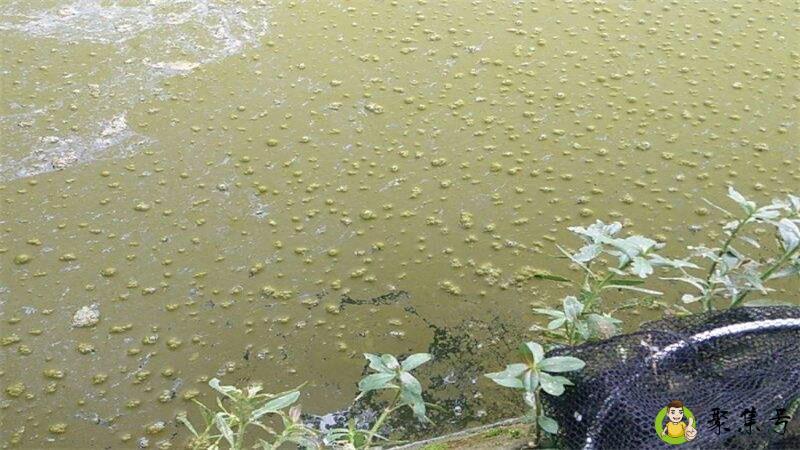 鱼塘水面起黄膜怎么去除
