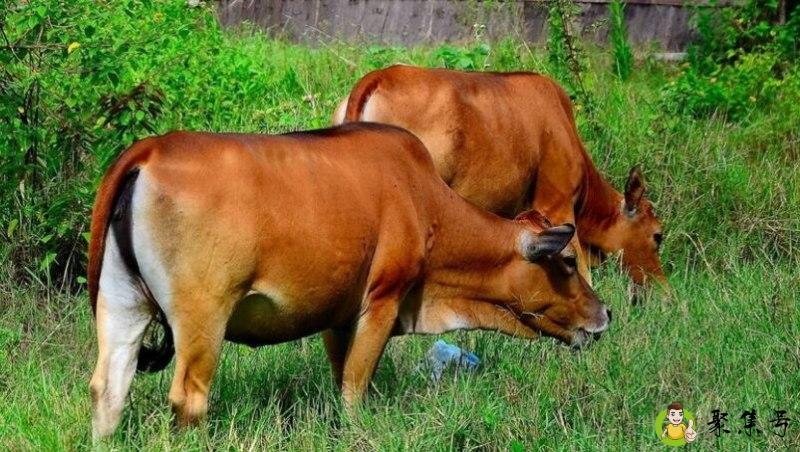 老牛吃嫩草下一句是什么