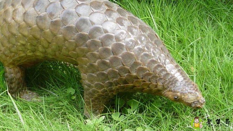 中国还有穿山甲吗