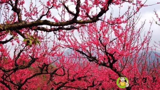 桃花劫是什么意思