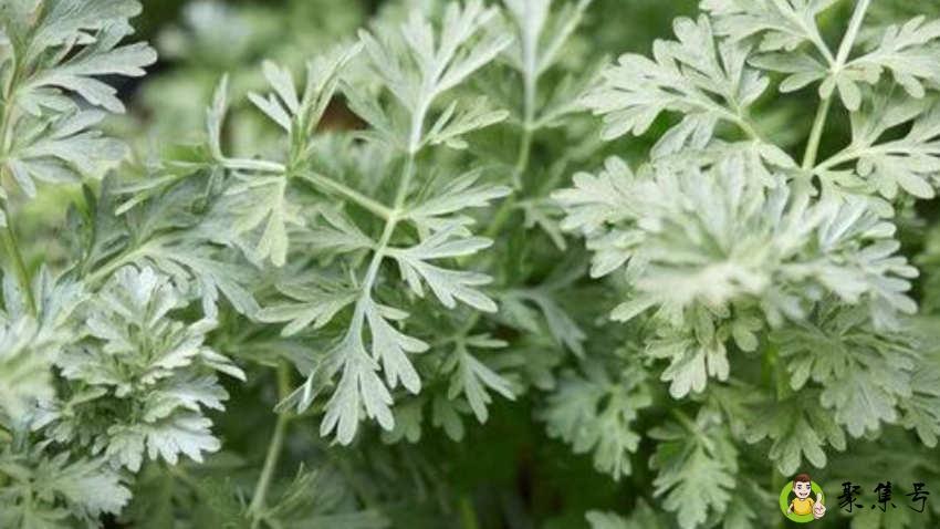 做青团子的青草是什么