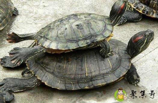 乌龟拉稀有哪些简单治疗方式