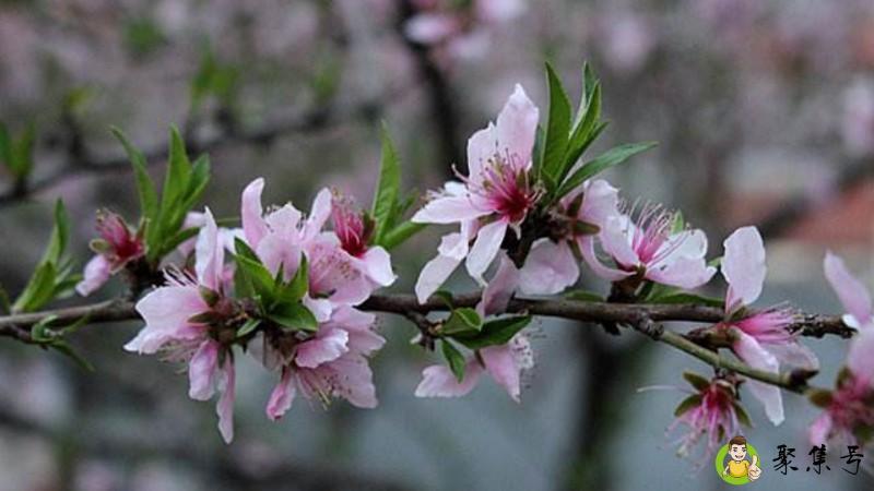 桃花春色暖先开明媚谁人不看来什么意思