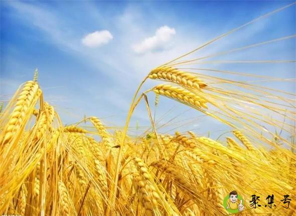 大麦小麦和燕麦的区别是什么
