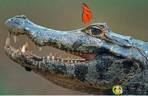 鳄鱼的眼泪代表什么意思