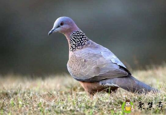 斑鸠有几种
