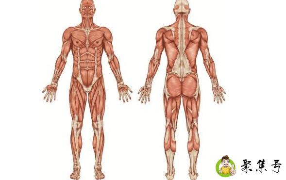 一头肌是在什么部位