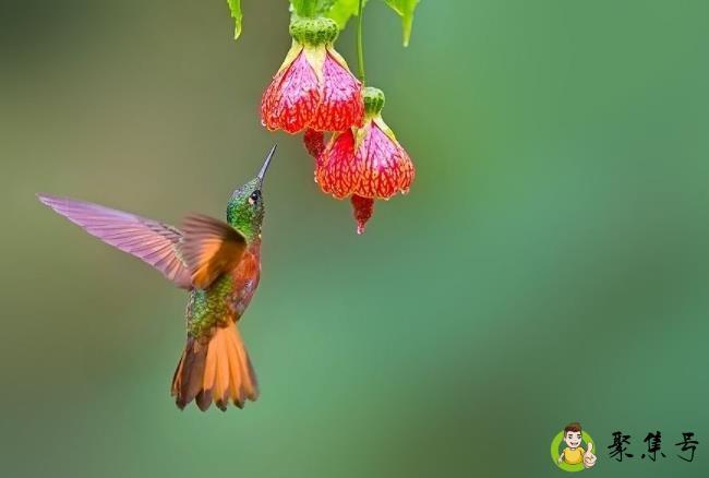 蜂鸟长5厘米还是5毫米