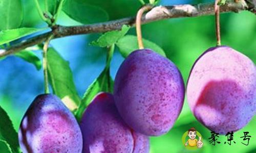 西梅是李子为什么叫梅