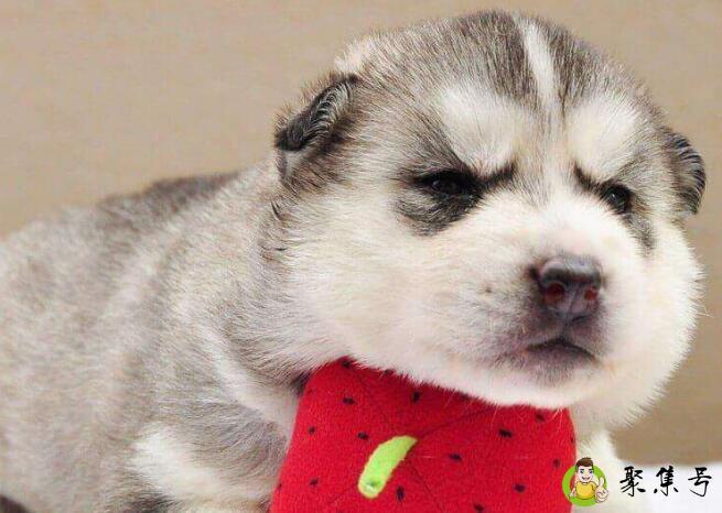 哈士奇呕吐没精神什么原因