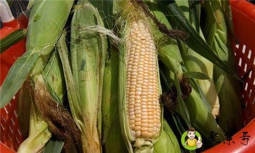 玉米转基因和非转基因的区别