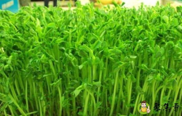 豆苗的生长过程