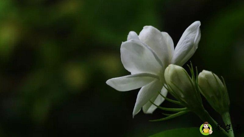 送茉莉花是什么意思