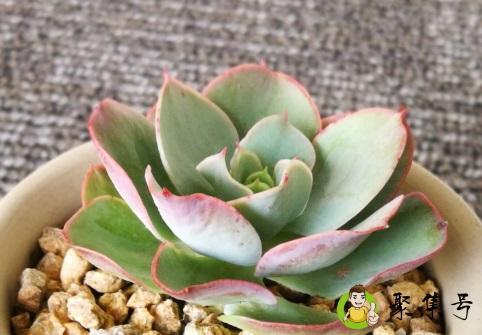 碧桃和白凤哪个贵