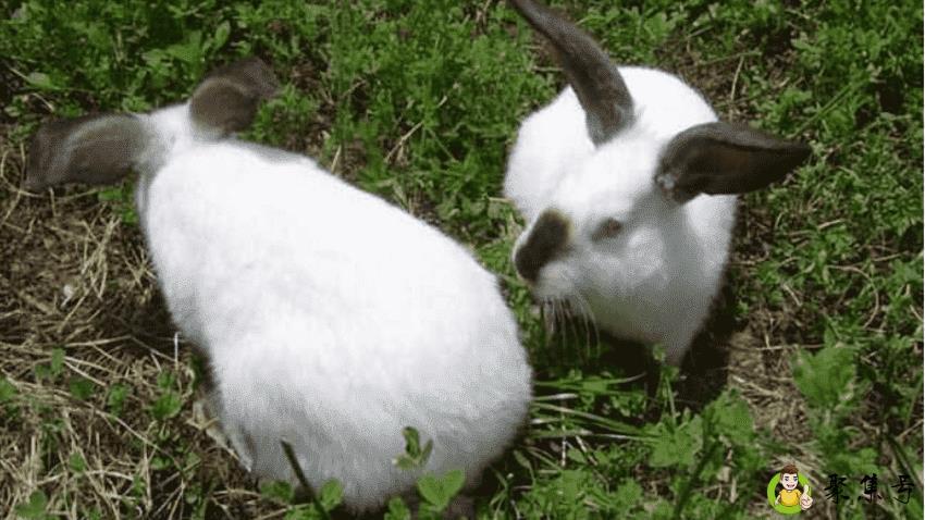 兔子的寿命有多少年