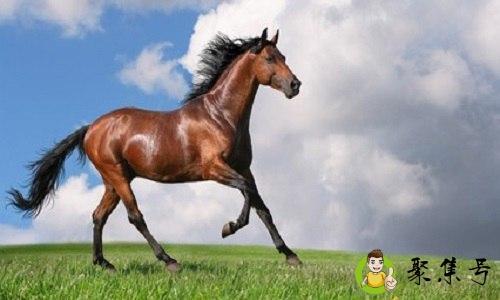 五马立踟蹰的踟蹰什么意思