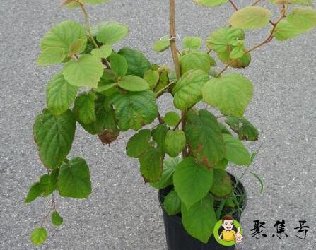 盆栽猕猴桃种植技术