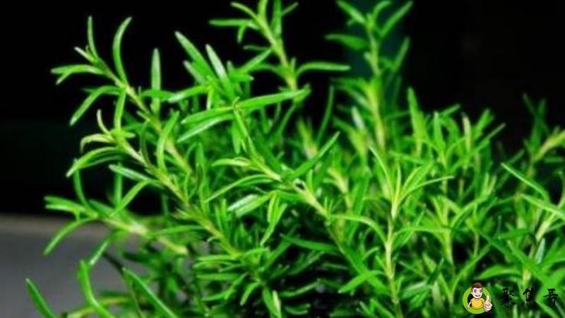 迷迭香怎么养才不容易死