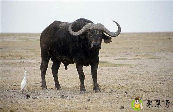 水牛在水里能憋多久