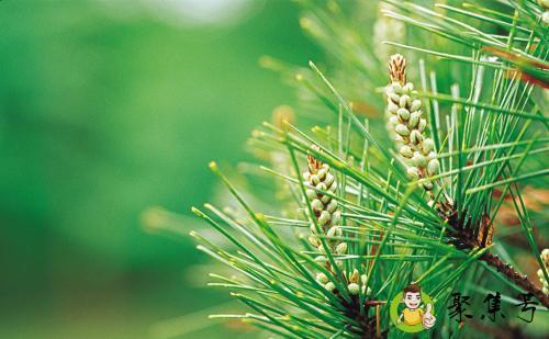 松针可以晒干吗