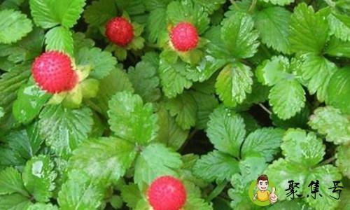 蛇莓和草莓叶子的区别