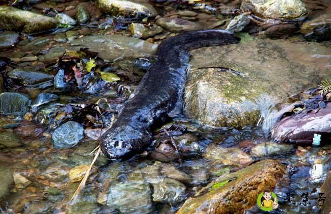 娃娃鱼是保护动物吗