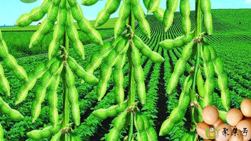 绿色食品有四项标准