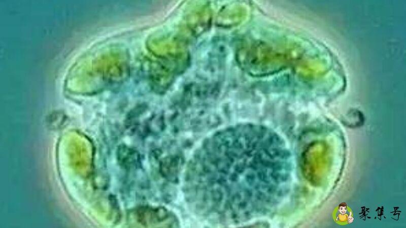 光合细菌应用的危害