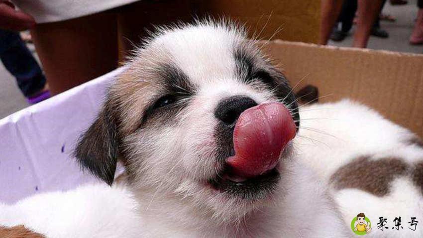 狗的平均寿命有多长