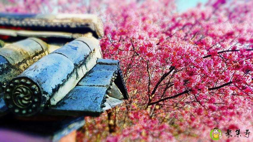 红了樱花青了黛瓦什么意思