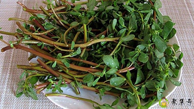 怎样用马齿苋染发