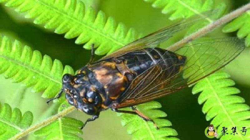 金蝉脱壳后能活多久