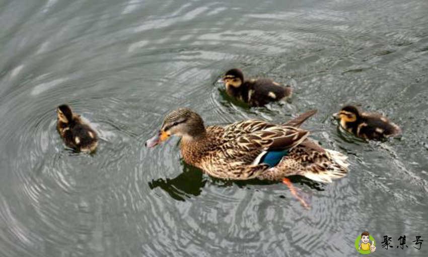 凤凰真的存在吗