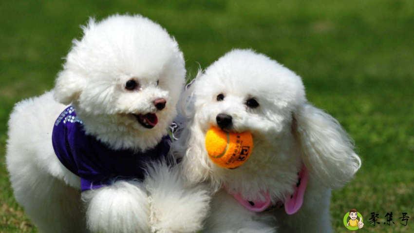 狗多少度算发烧